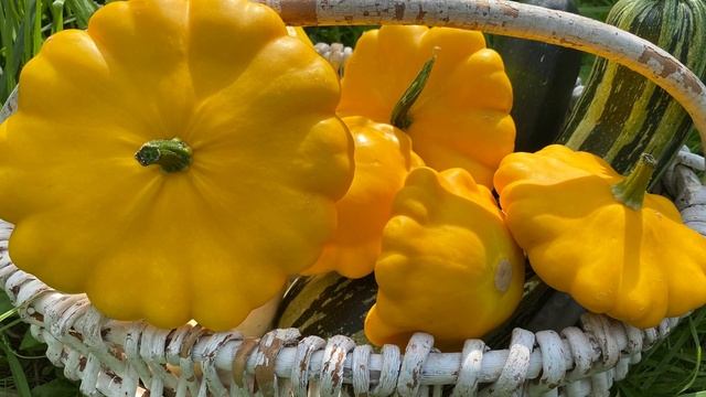 Патиссоны • Лето Дача Патиссоны смотреть онлайн