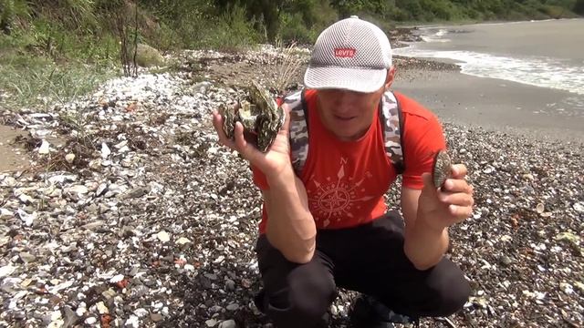 Сбор морепродуктов после шторма. поиск морепродуктов на берегу. дары моря после шторма. смотреть онлайн