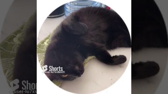 Наш любимый кот Бэтмен, животные