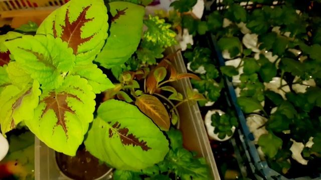 ОТПРАВЛЯЮ НОВЫЕ ПОСЫЛКИ. ВАШИ РАСТЕНИЯ ПЕРЕД ОТПРАВКОЙ.