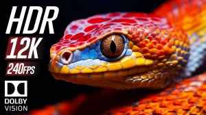 Невероятная красота of 12K HDR 240fps Dolby Vision