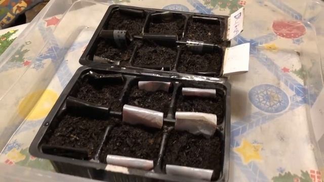 Как вырастить рассаду томатов без ошибок смотреть онлайн