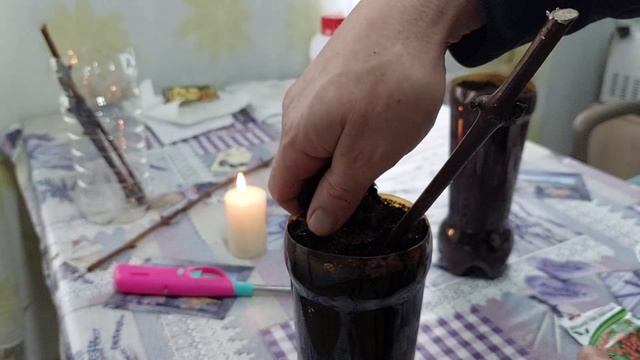 Картофель из семян. Сеем томаты. Два способа прорастить черенки винограда смотреть онлайн