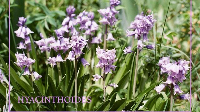 MGD - HYACINTHOIDES HISPANICA смотреть онлайн