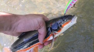 Ловля краснопёрки на воблеры в Приморском крае.