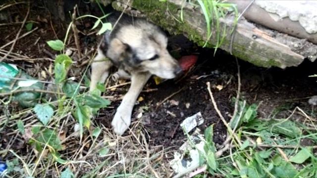 Старый пес застрял под плитой, а люди смеялись и проходили мимо… смотреть онлайн
