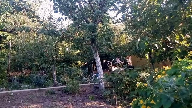 Лето на даче, летний релакс, звуки природы смотреть онлайн