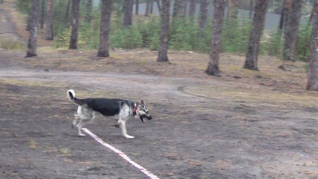 Открытый Чемпионат Алтайского края по ОКД, ЗКС (ОКД+ЗКС), ОКД(мини)8 смотреть онлайн