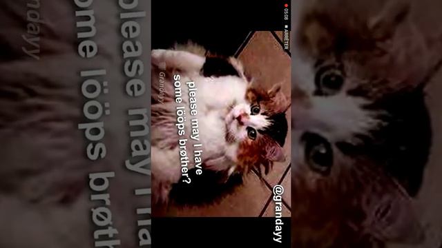 Awesome thanks for you bongo cat 👍👍 смотреть онлайн