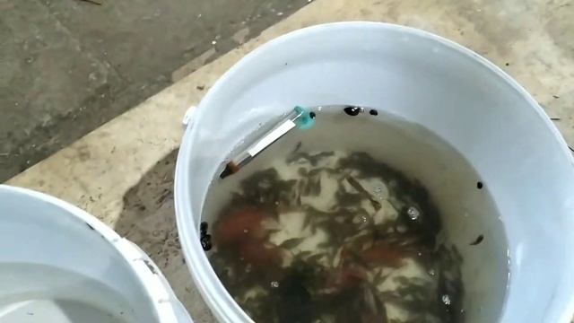 новая аквариумная рыбка часть 2 смотреть онлайн
