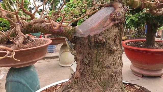 bonsai tree: Barringtonia Bonsai lộc vừng đẹp смотреть онлайн