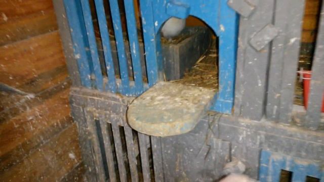 небольшая голубятня, паровка голубей смотреть онлайн