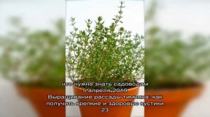 Выращивание тимьяна в саду: что любит многолетник и чего стоит избегать