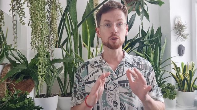 Сансевиерия теряет тургор. Морщатся листья. Причины и их решение. Мой опыт.