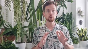 Сансевиерия теряет тургор. Морщатся листья. Причины и их решение. Мой опыт.