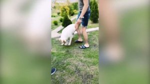 Алекс Атаман (new) в Тик Ток / ALEKS ATAMAN, finik finya, Александр Атаман, Финик Финя