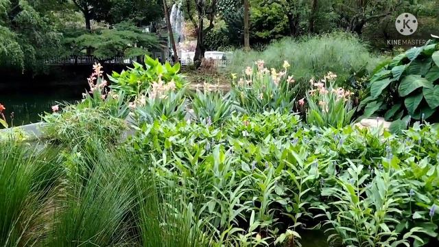 Amazing orchids and flowers around hongkong spring flowers смотреть онлайн