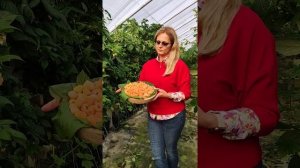 Malina Promyk