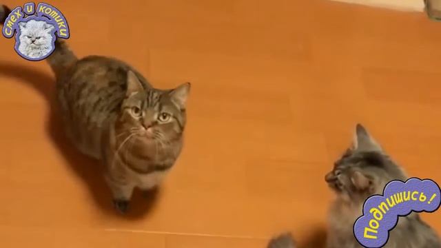 Смешной Полосатый Кот смотреть онлайн