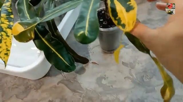 ЧЕРЕНКИ КРОТОНА - особенности ухода. Обзор моего кротонового "детского сада" смотреть онлайн