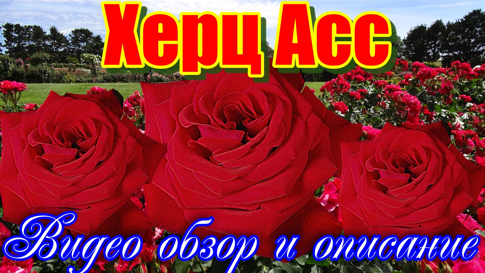 Обзор розы Херц Асс (Чайно гибридная) - Herz Ass (Evers Германия, 1998) смотреть онлайн