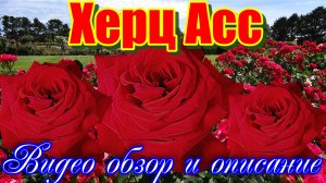 Обзор розы  Херц Асс (Чайно гибридная) - Herz Ass (Evers Германия, 1998)
