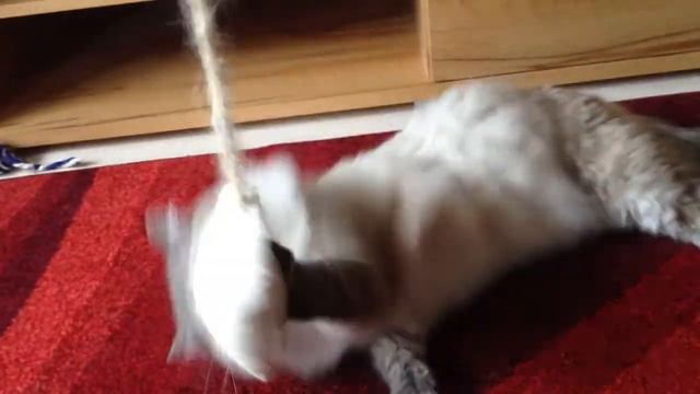 Lynx Ragdoll with Pillow !! смотреть онлайн