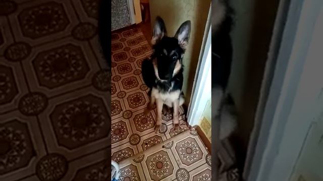 Знакомьтесь , наша любимая девочка , немецкая овчарка по кличке сара смотреть онлайн