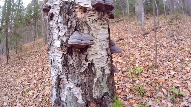 Fall Hiking at Gauja National Park - Latvia смотреть онлайн