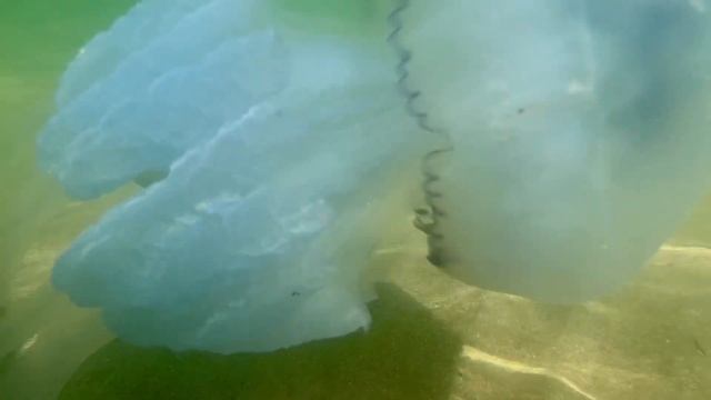 Медузы на Азовском море. смотреть онлайн
