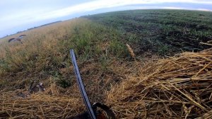 Охота на утку в чистом поле, поставил скрадок в поле и давай стрелять утку. Охота на утку 2021