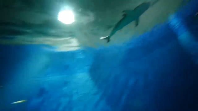 The Blue Planet Aquarium Copenhagen March 2013 HD 1080p смотреть онлайн