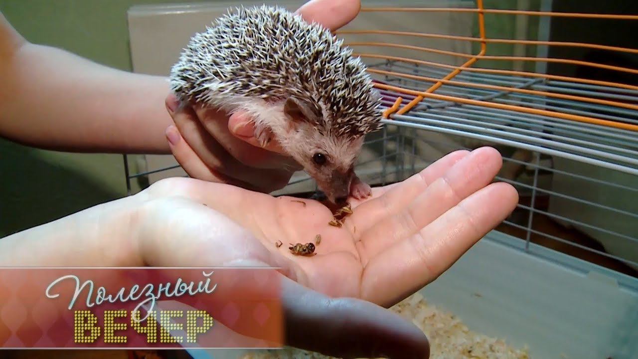 Телекомпания 4 канал