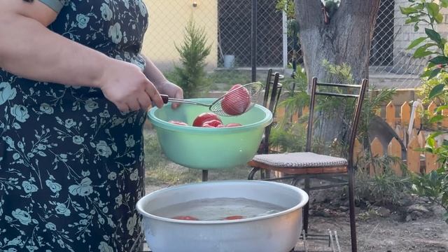 HARVESTING TOMATOES AND MAKING PICKLE