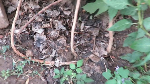 Саратов, кампсис 2022 цветет первый раз смотреть онлайн