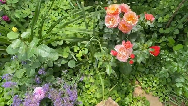 Роза Мари Кюри????? смотреть онлайн