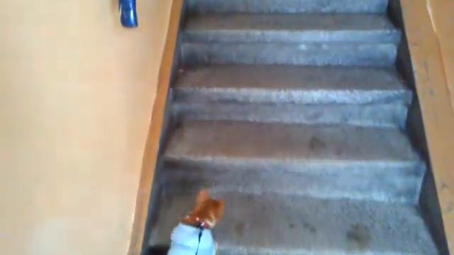 Chihuaha Idol ZIMA смотреть онлайн