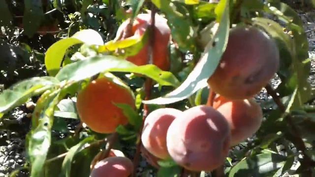 Урожай фруктов♡ кролики♡жара♡ смотреть онлайн