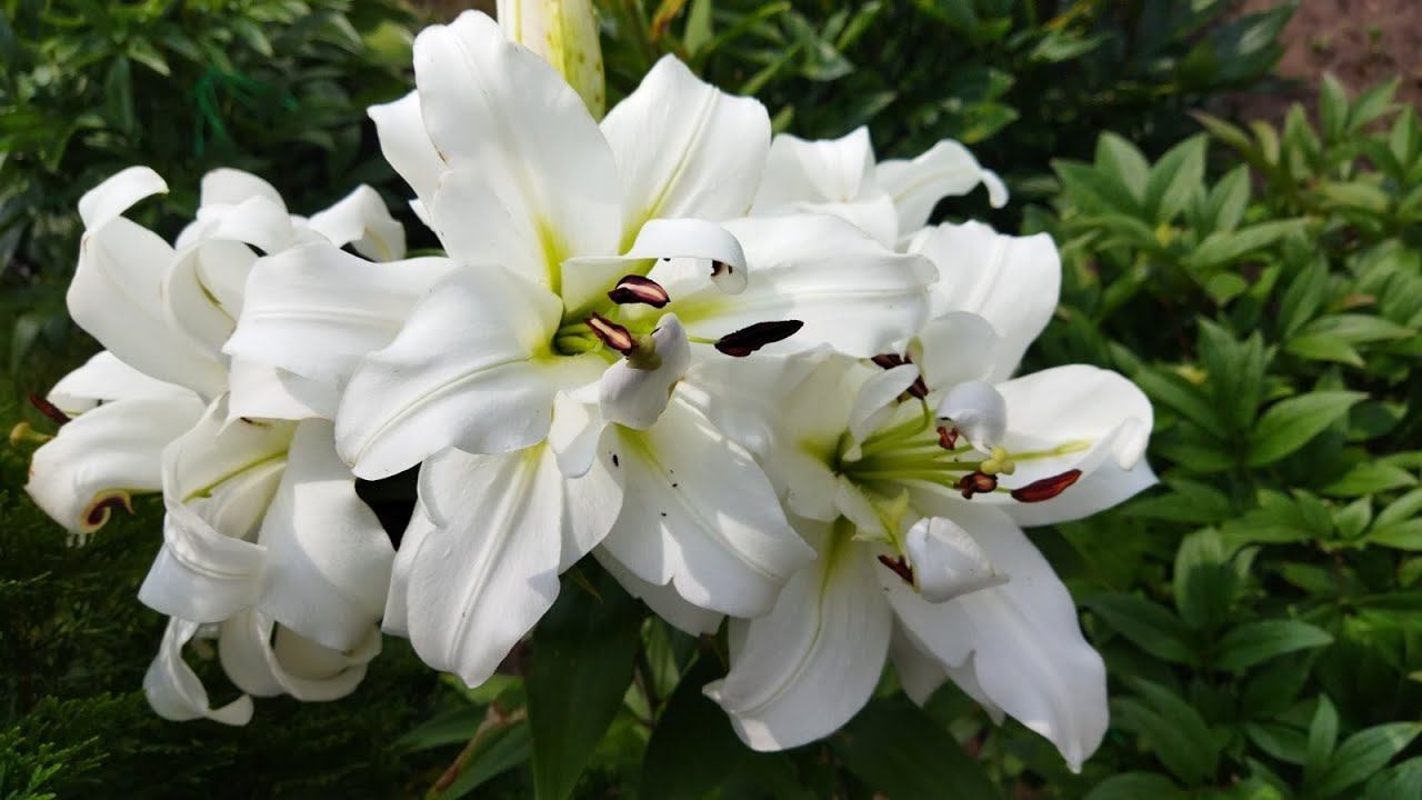 Махровая белая лилия Вайт айз (White Eyes)