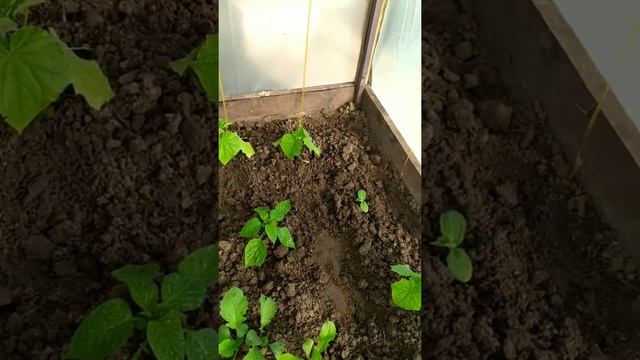 Дача сезон 2022 часть 3 грядки#забор#рассада#деревья#огород#теплица своими руками#дача#поделки# смотреть онлайн