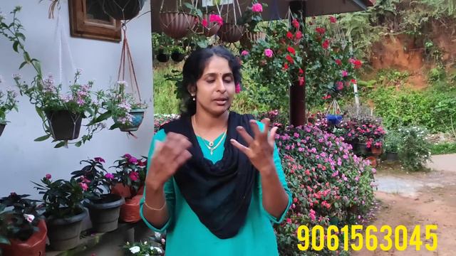 നാടൻ ചെടികൾ സെയിൽന് ആയി എല്ലാവർക്കും തരാം | Rose plants sale смотреть онлайн