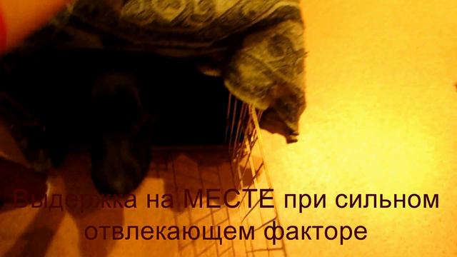 Передержка с дрессировкой. Результат 6 дней работы с лабрадором. 2015 год