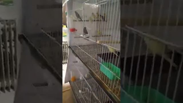 Kanareka Namangandan mahsus ishqibozlariga. смотреть онлайн