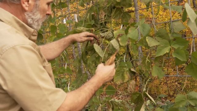 Growing, Harvesting And Storing A Year's Worth Of Food In Cold Cellar Under A Log Cabin