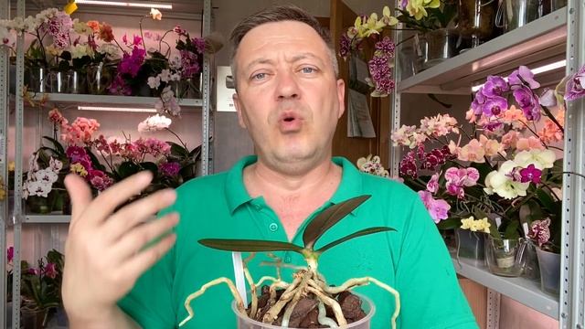уход и стимуляция корней орхидеи детки на пеньке смотреть онлайн