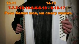 Роза белая, разбор на гармони №-32 с цифрами