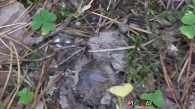 Рядовка серая настоящая. Как растут грибы.