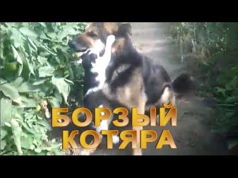 ДРУЖИТ ЛИ КОТ С СОБАКОЙ? смотреть онлайн