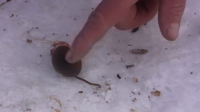 Про мыша смотреть онлайн