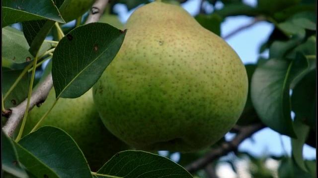 С Днем рождения, Галя!!! смотреть онлайн